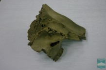 Череп мамонта (Cranium Mammuthus primigenius Blumenbach, 1799)