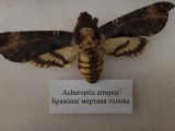 Бабочка бражник мертвая голова