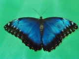 Выставка «Живые тропические бабочки»
