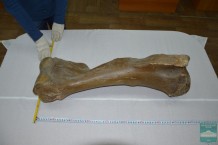 Плечевая кость мамонта (Humerus, sin  Mammuthus primigenius Blumenbach, 1799)