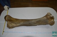 Бедренная кость мамонта, правая ( femur, dex  Mammuthus primigenius Blumenbach, 1799)