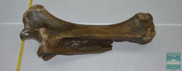 Левая локтевая кость мамонта (ulna, sin  Mammuthus primigenius Blumenbach, 1799)