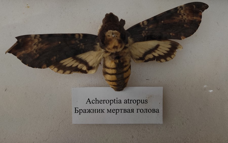 Бабочка бражник – «колибри» средней полосы